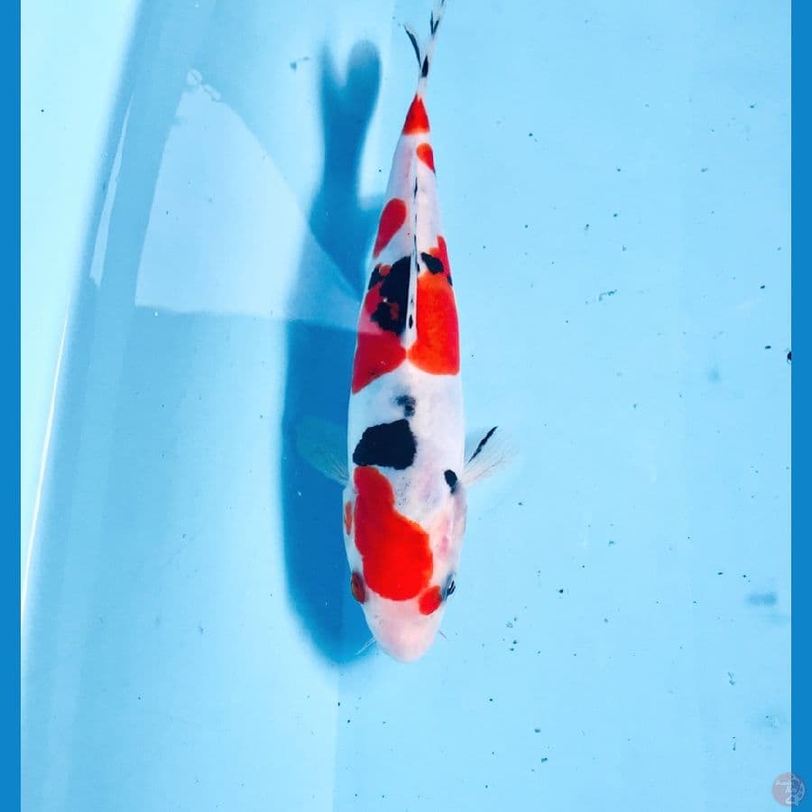 sanke doitsu murni, 18 cm