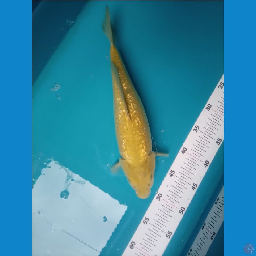 Midori Ginrin Full 32 cm Female