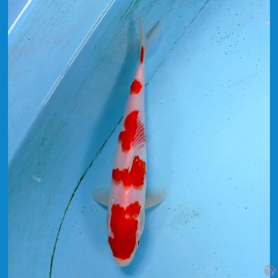 kohaku 21cm