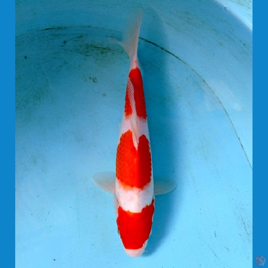 kohaku 25 cm