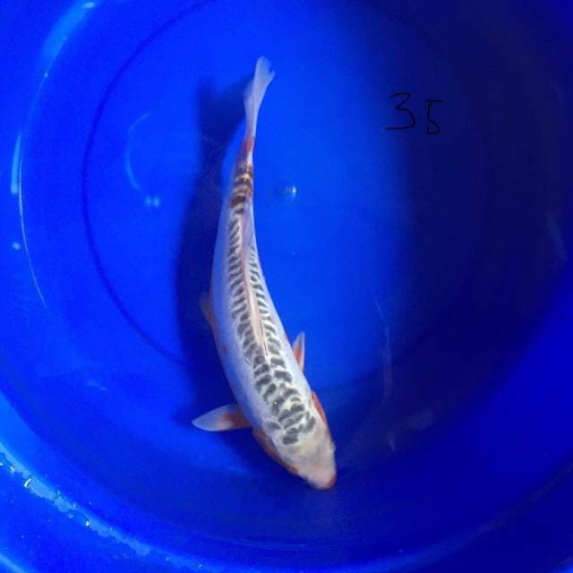Shusui 35 cm