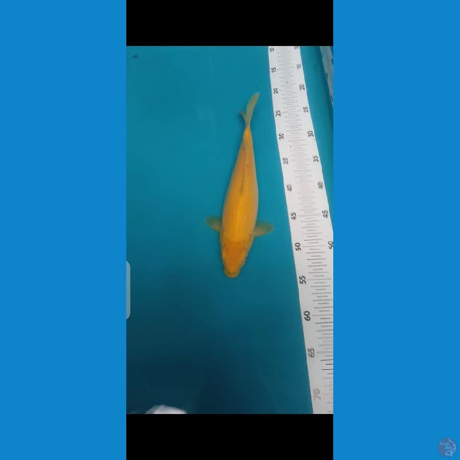 Karasi Mata Merah 25 cm female