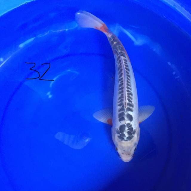 Shusui 32 cm