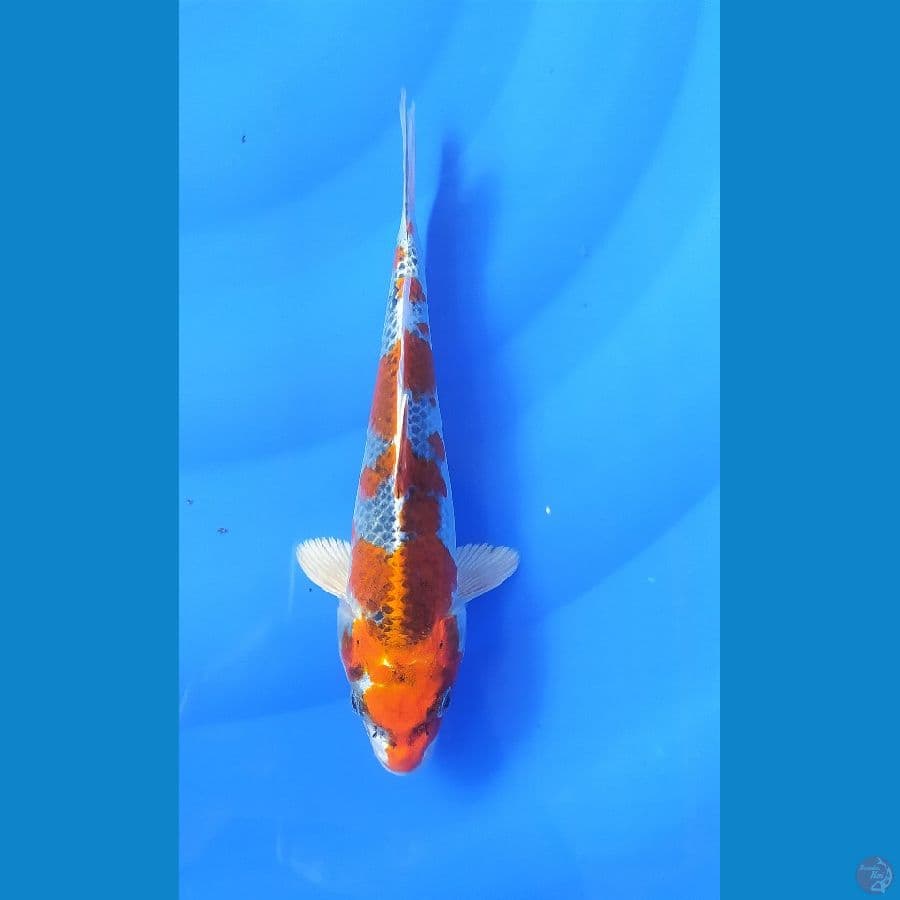 KUJAKU 24 CM FEMALE