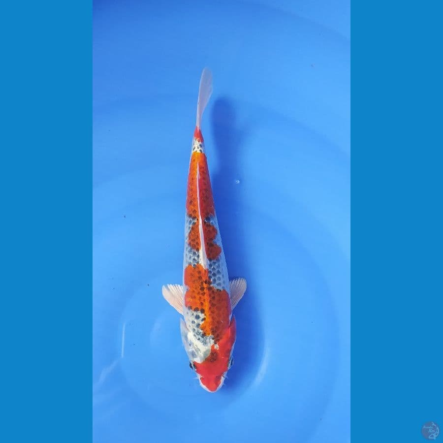 KUJAKU 28CM MALE