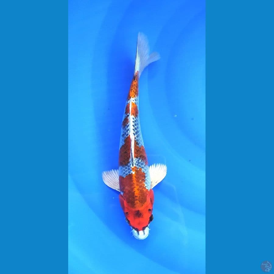 KUJAKU 30CM FEMALE