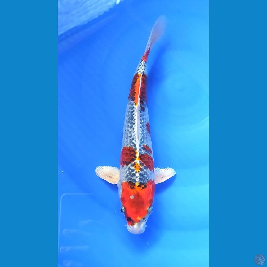 KUJAKU 33CM MALE