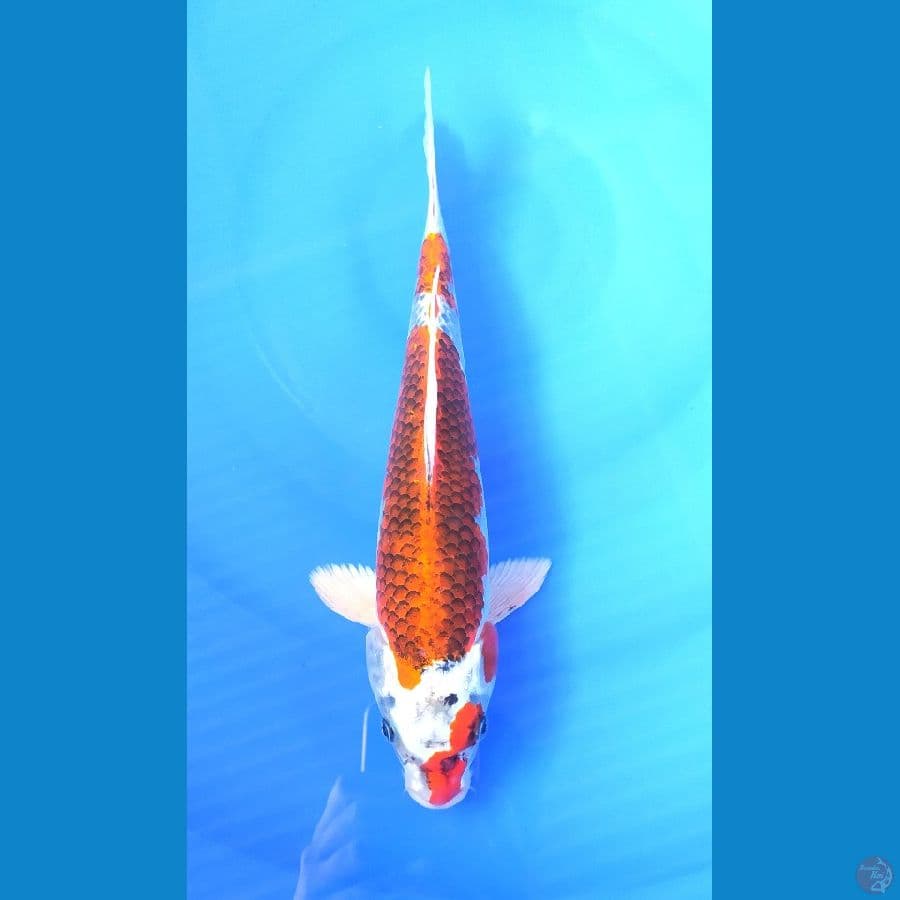 KUJAKU 36 CM FEMALE
