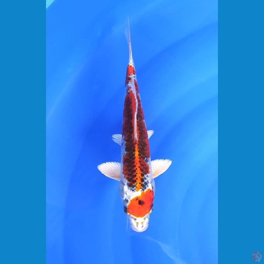 KUJAKU 26CM FEMALE