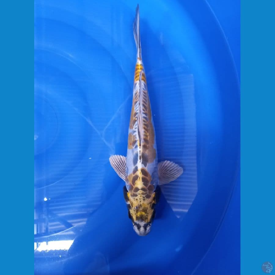 kikokuryu 35cm