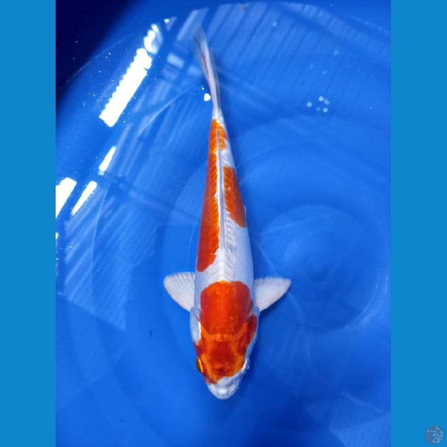kikushui 27cm