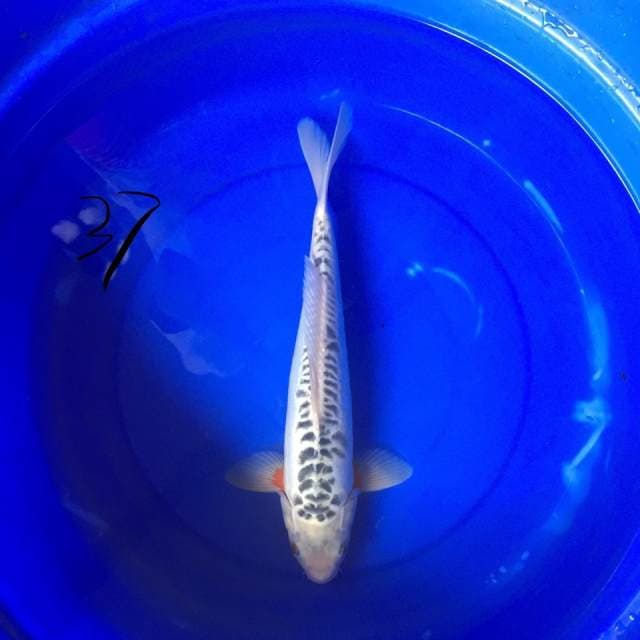 Shusui 37 cm