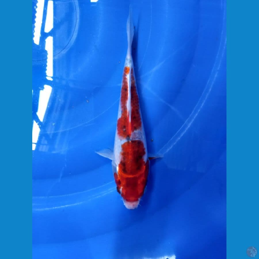 ghosiki racing 20cm