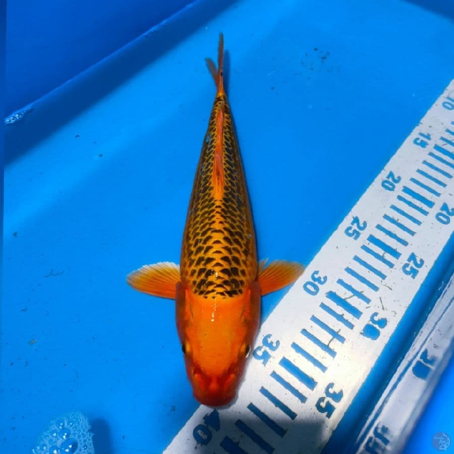 MATSUBA 28CM