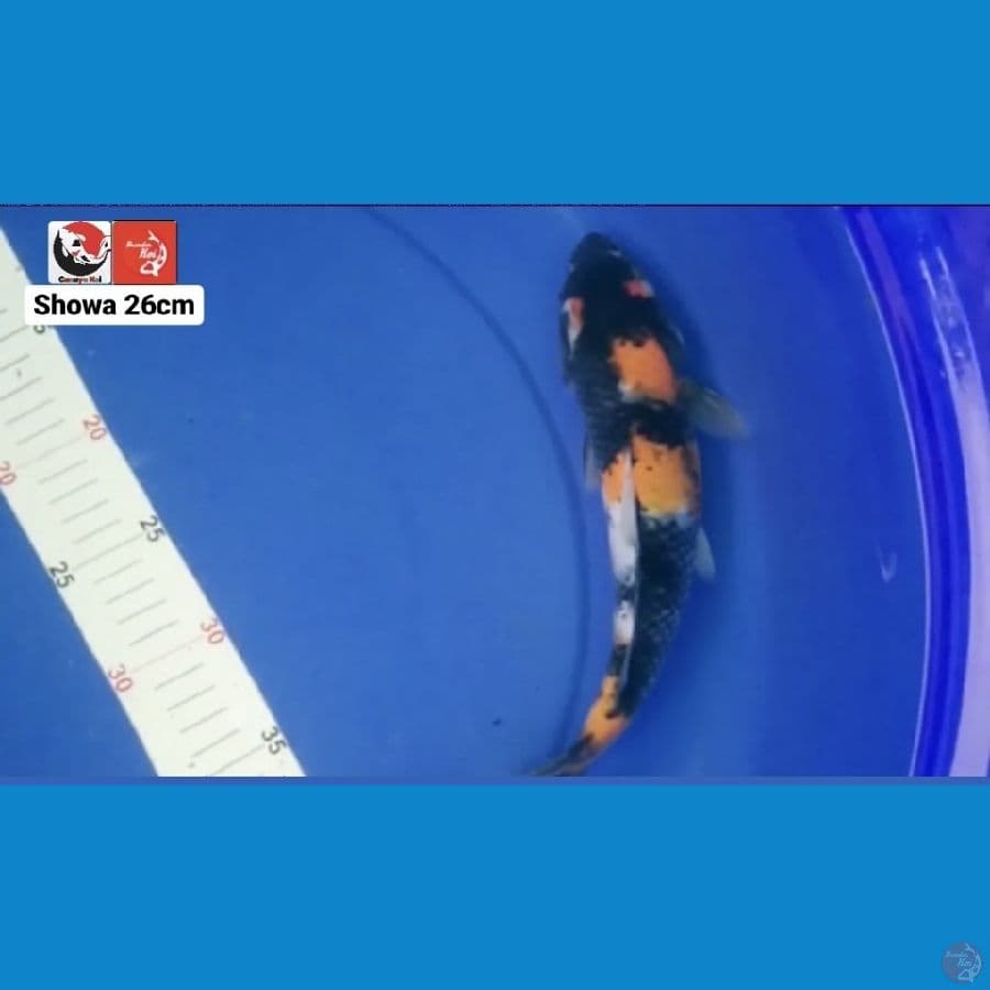 SHOWA 26CM --- CANAYA KOI FARM