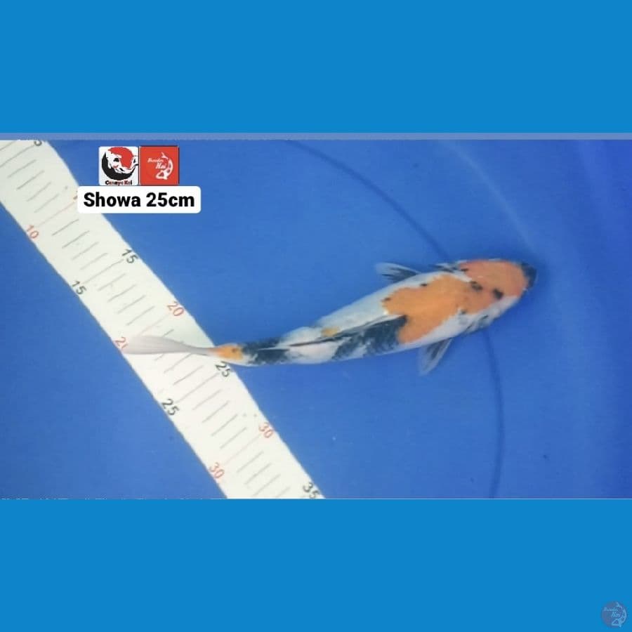 SHOWA 25CM --- CANAYA KOI FARM