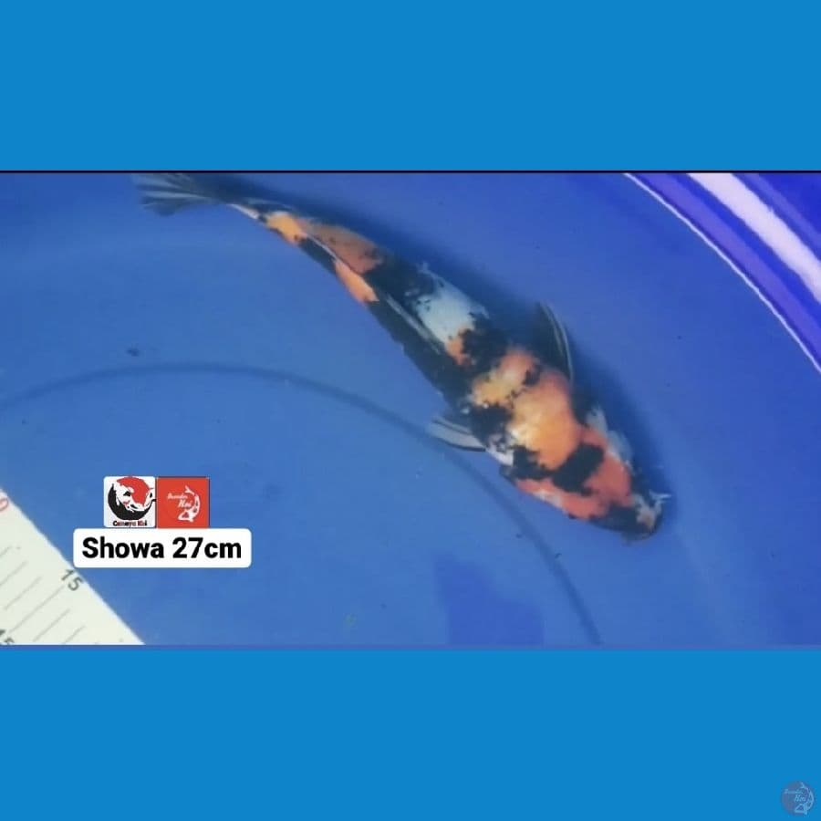 SHOWA 27CM --- CANAYA KOI FARM