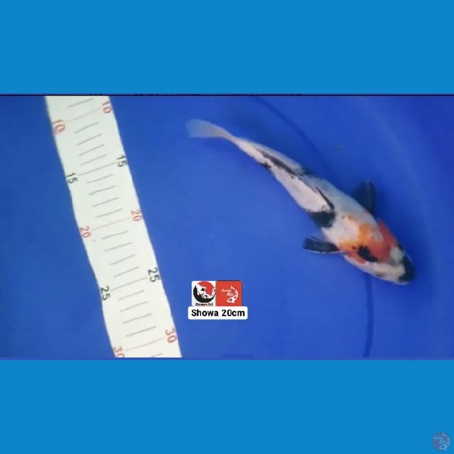 SHOWA 20CM --- CANAYA KOI FARM