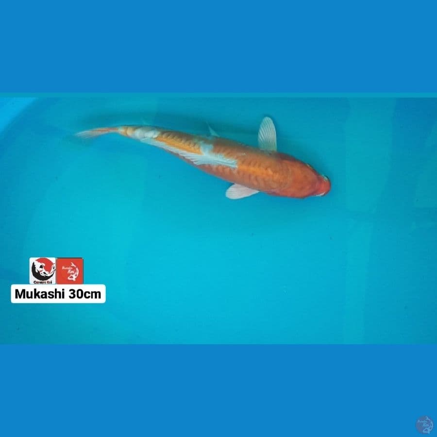 MUKASHI 30CM --- CANAYA KOI FARM