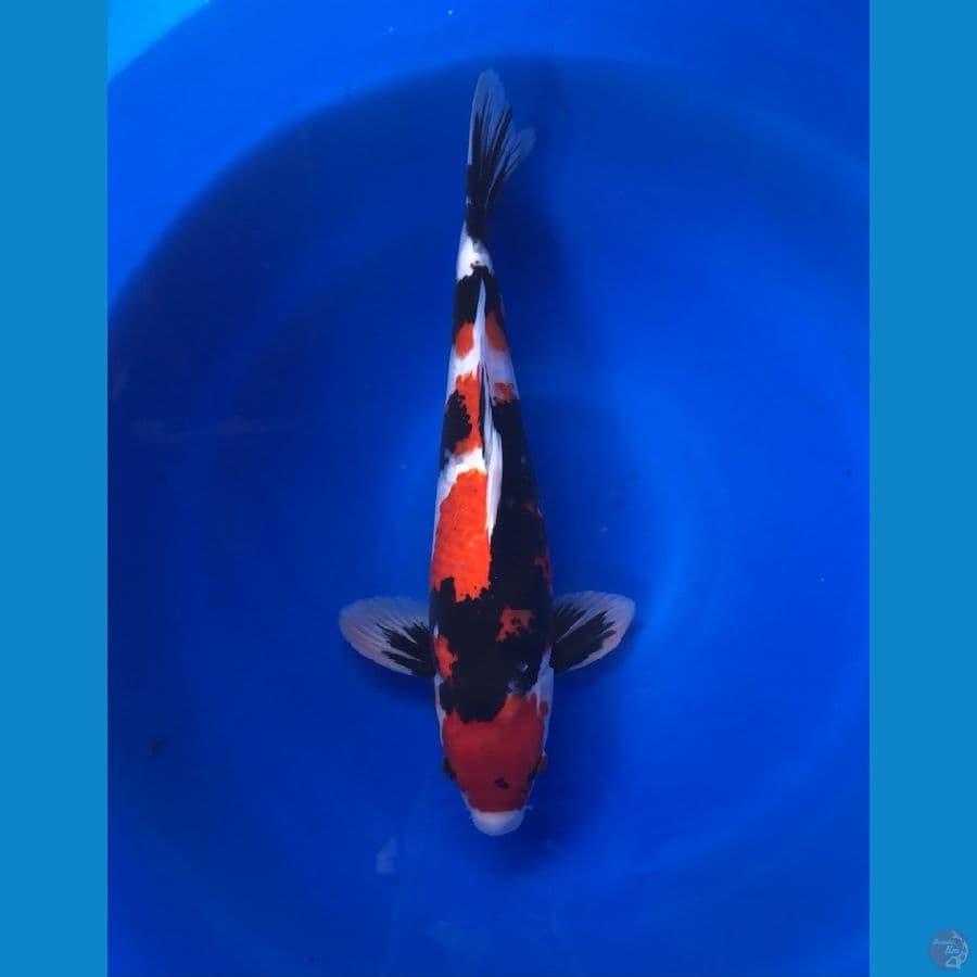 Showa 41cm/Male