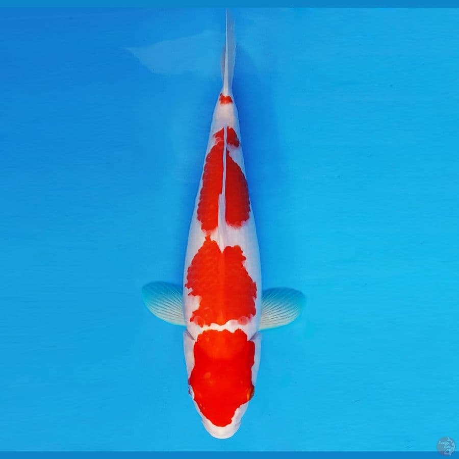 MATSURI 6 ~ KOHAKU 40 cm/fm ™