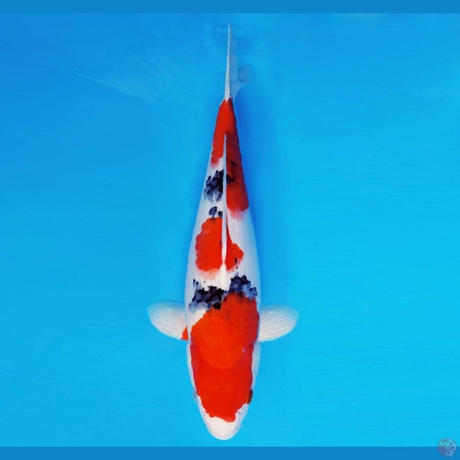 MATSURI 8 ~ SANKE 39 cm/fm ™