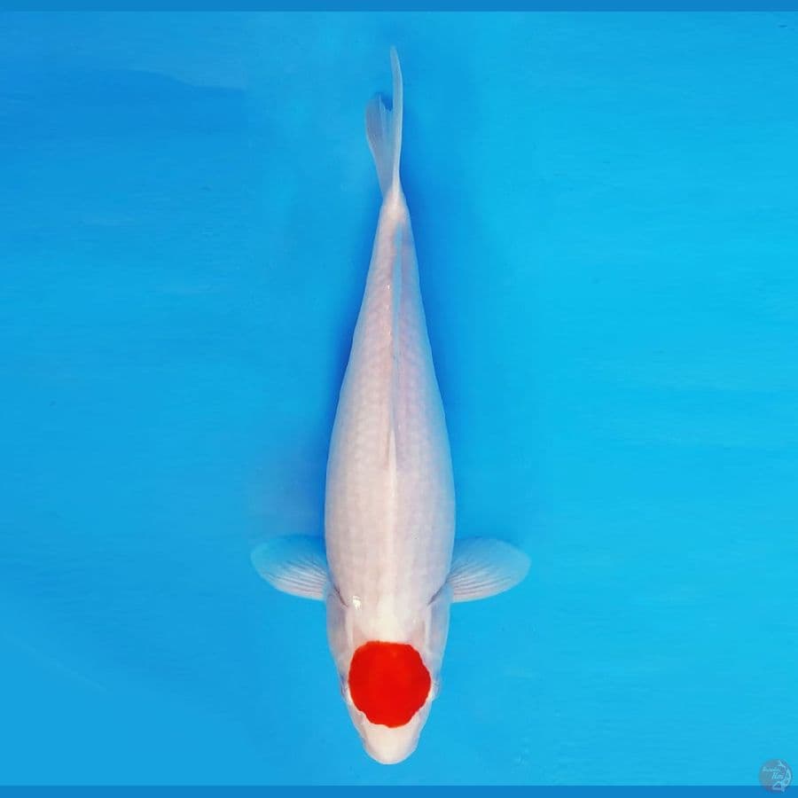 MATSURI 10 ~ TANCHO 36 cm/fm ™