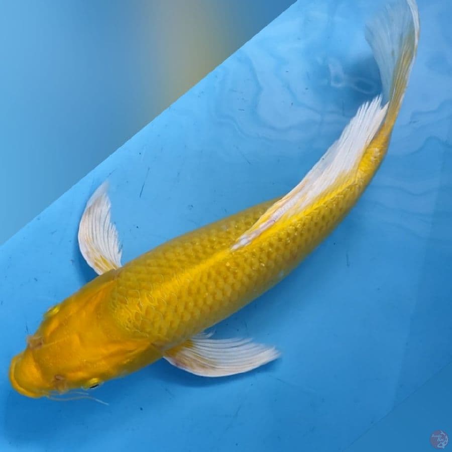 KUMPAY OGON 37CM