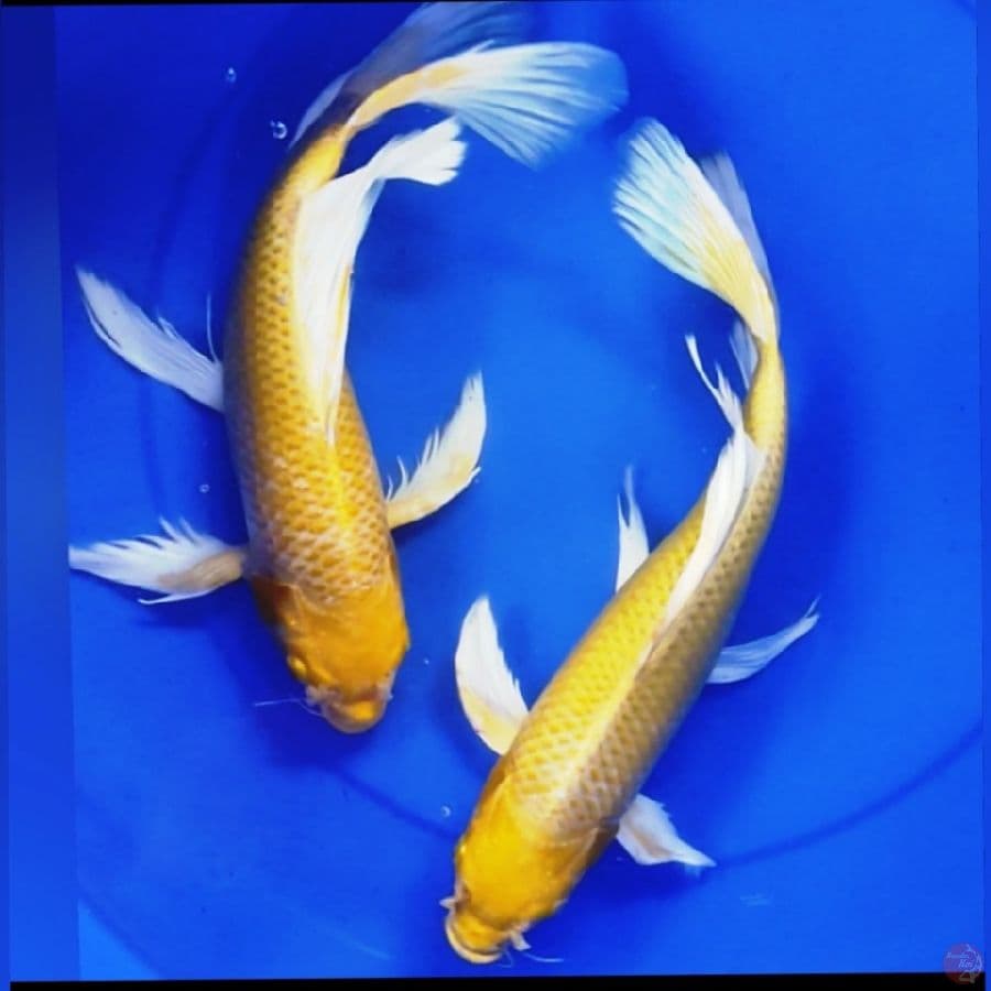 KUMPAY OGON 37*38CM