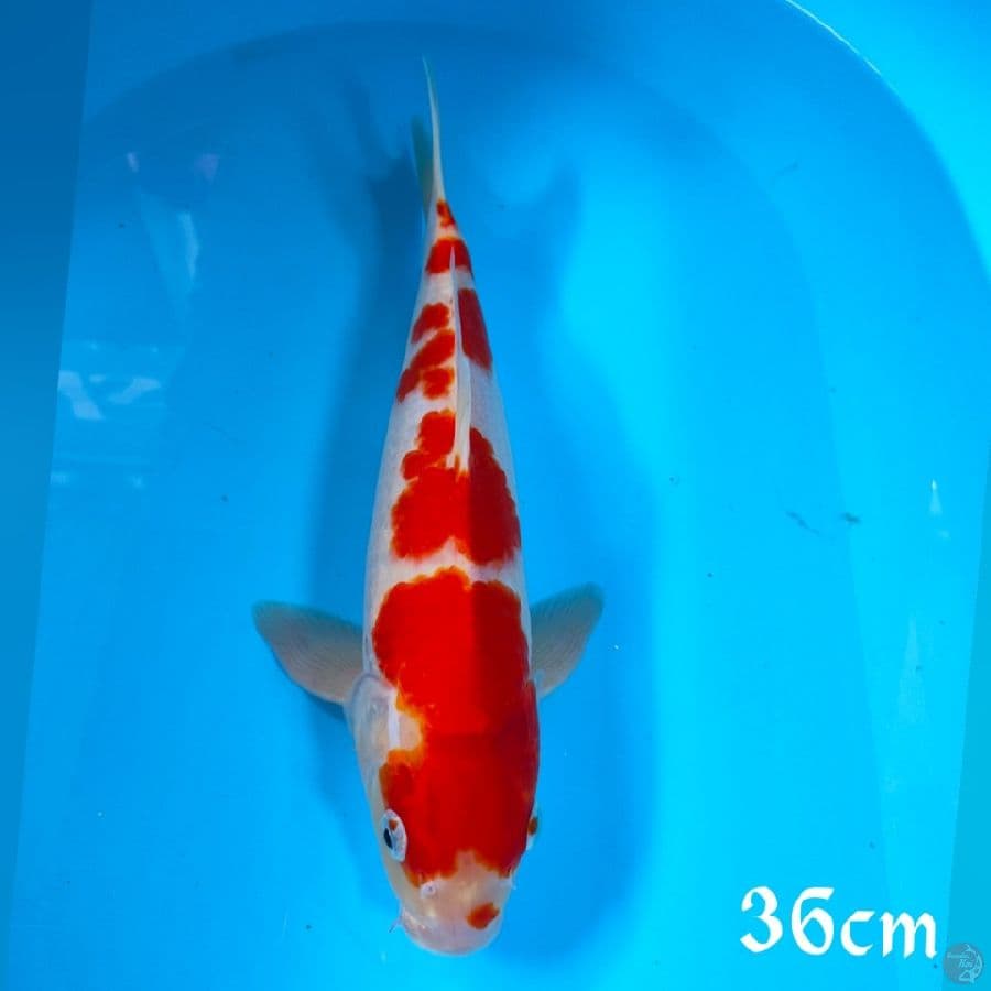 /KOHAKU 5 step 36CM