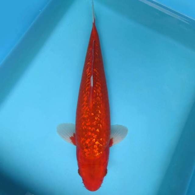 RED BARON ~ AKA HAJIRO GIN RIN,-