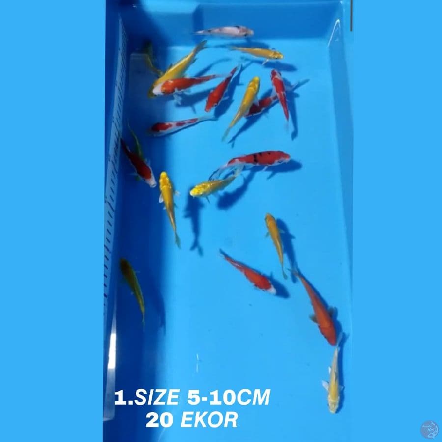 1.PAKET MIX F1 KOHAKU SANKE OGON MATA MERAH KARASI MATA MERAH