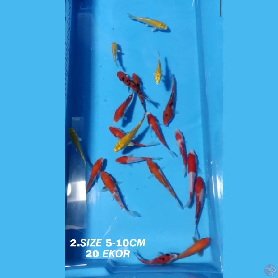 2.PAKET MIX F1 20 EKOR KOHAKU, SANKE, OGON MATA MERAH, KARASI MATA MERAH