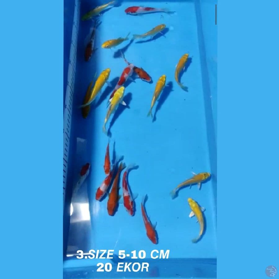 3.PAKET MMIX F1 20 EKOR KOHAKU, SANKE, OGON MATA MERAH , KARASI MATA MERAH