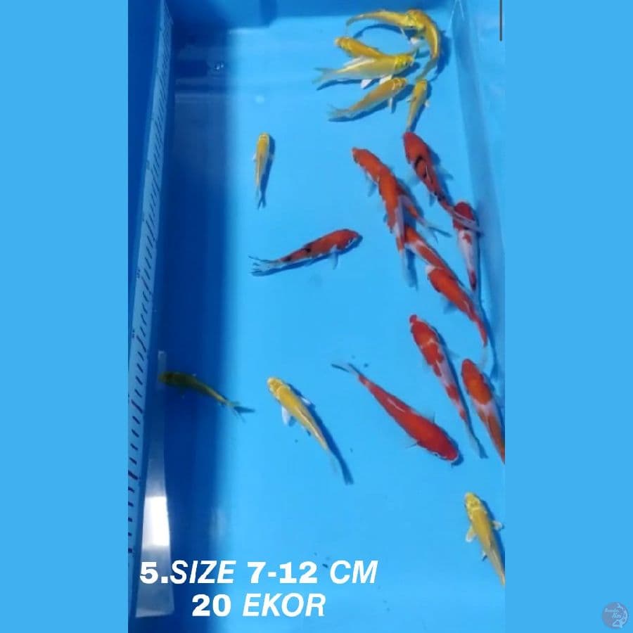 PAKET MIX F1 KOHAKU SANKE OGON MATAMERAH KARASI MATAMERAH