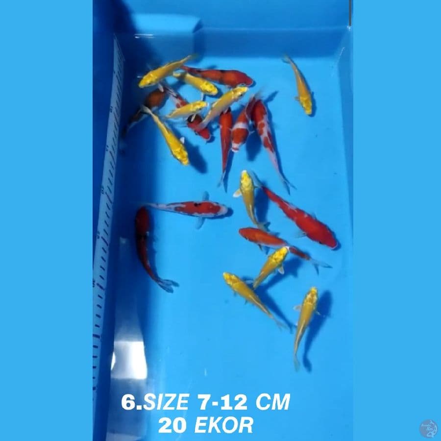 6.PAKET MIX F1 20 EKOR KOHAKU SANKE OGON MATAMERAH KARASI MATA MERAH