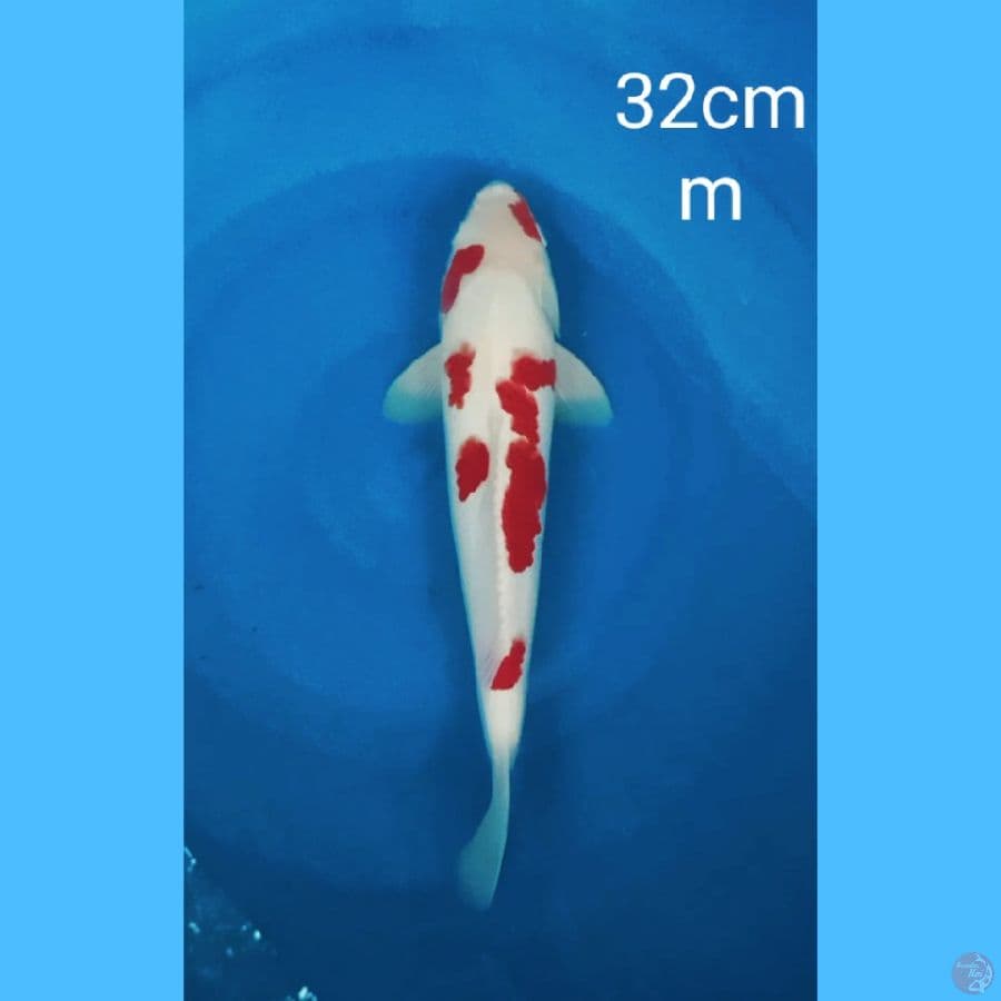 kohaku strong 32cm