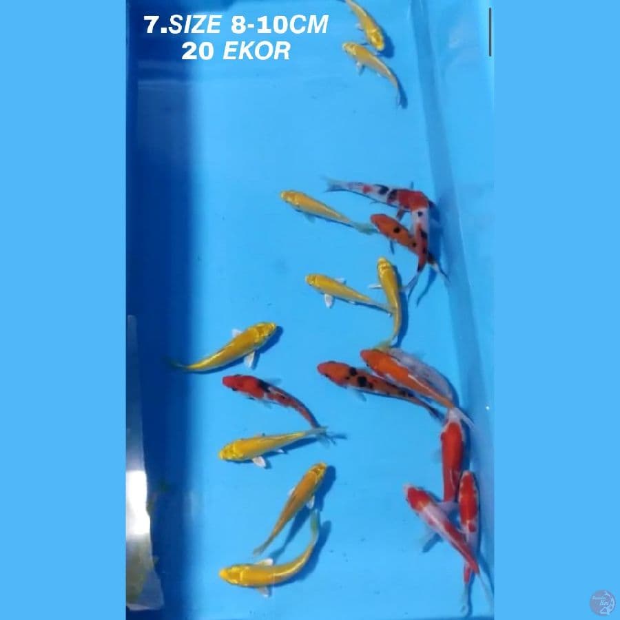 7.PAKET MIX F1 20 EKOR KOHAKU SANKE OGON MATAMERAH KARASI MATAMERAH