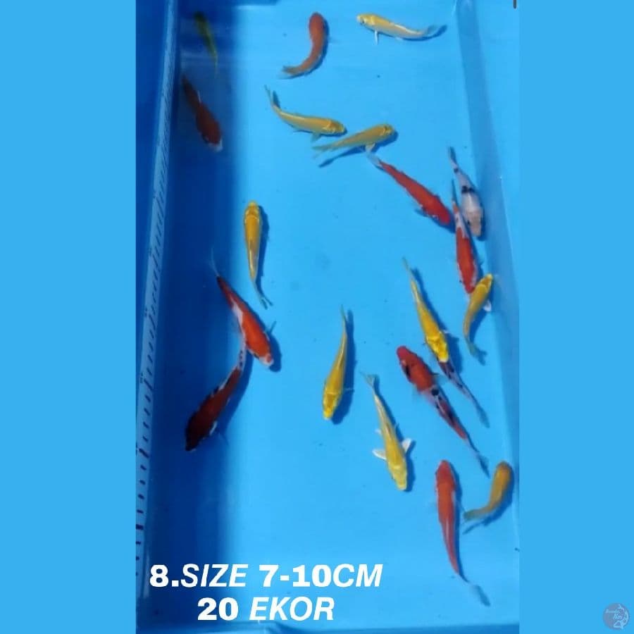 8.PAKET MIX F1 20 EKOR KOHAKU SANKE OGON MATAMERAH KARASI MATAMERAH