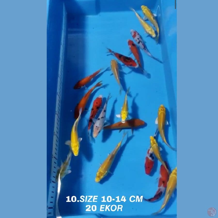 10.PAKET MIX F1 20 EKOR KOHAKU SANKE OGON MATAMERAH KARASI MATAMERAH