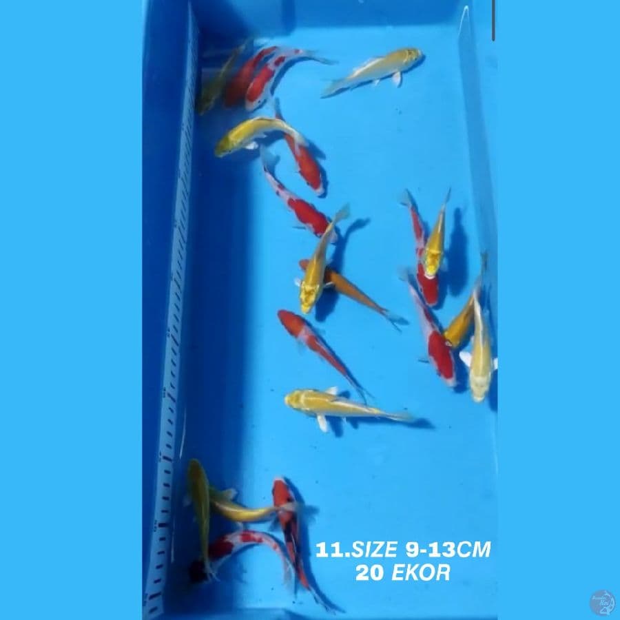 11.PAKET MIX F1 20 EKOR KOHAKU SANKE OGON MATAMERAH KARASI MATAMERAH