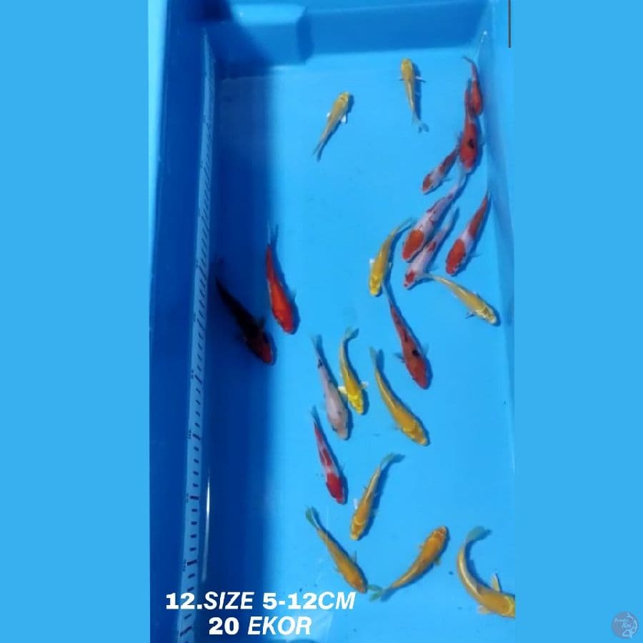 13.PAKET MIX F1 20 EKOR KOHAKU SANKE OGON MATAMERAH KARASI MATAMERAH