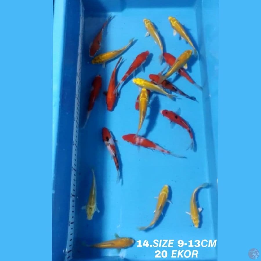 14.PAKET MIX F1 20 EKOR KOHAKU SANKE OGON MATAMERAH KARASI MATAMERAH