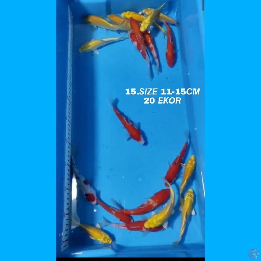 15.PAKET MIX F1 20 EKOR KOHAKU SANKE OGON MATAMERAH KARASI MATAMERAH