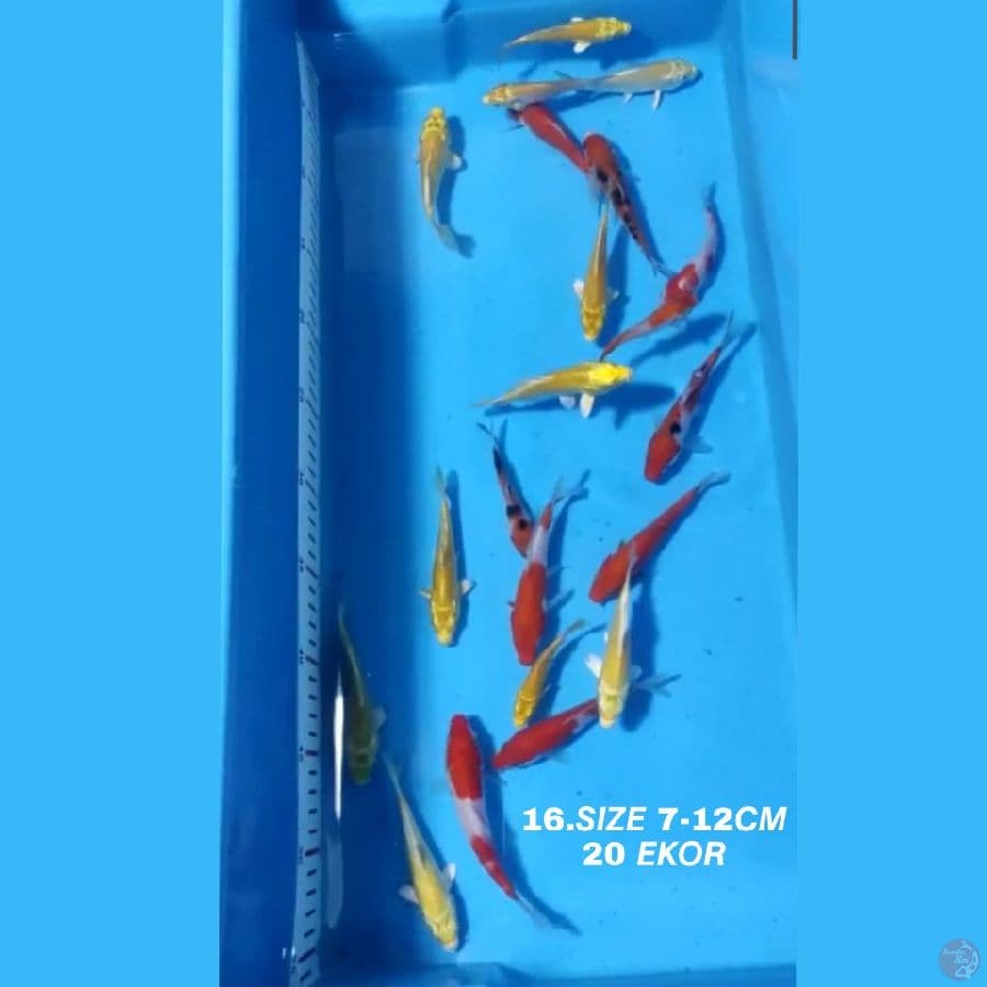 16.PAKET MIX F1 20 EKOR KOHAKU SANKE OGON MATAMERAH KARASI MATAMERAH