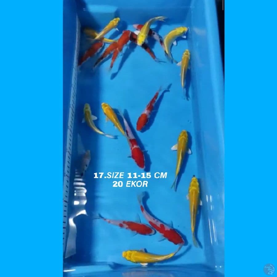 17.PAKET MIX F1 20 EKOR KOHAKU SANKE OGON MATAMERAH KARASI MATAMERAH
