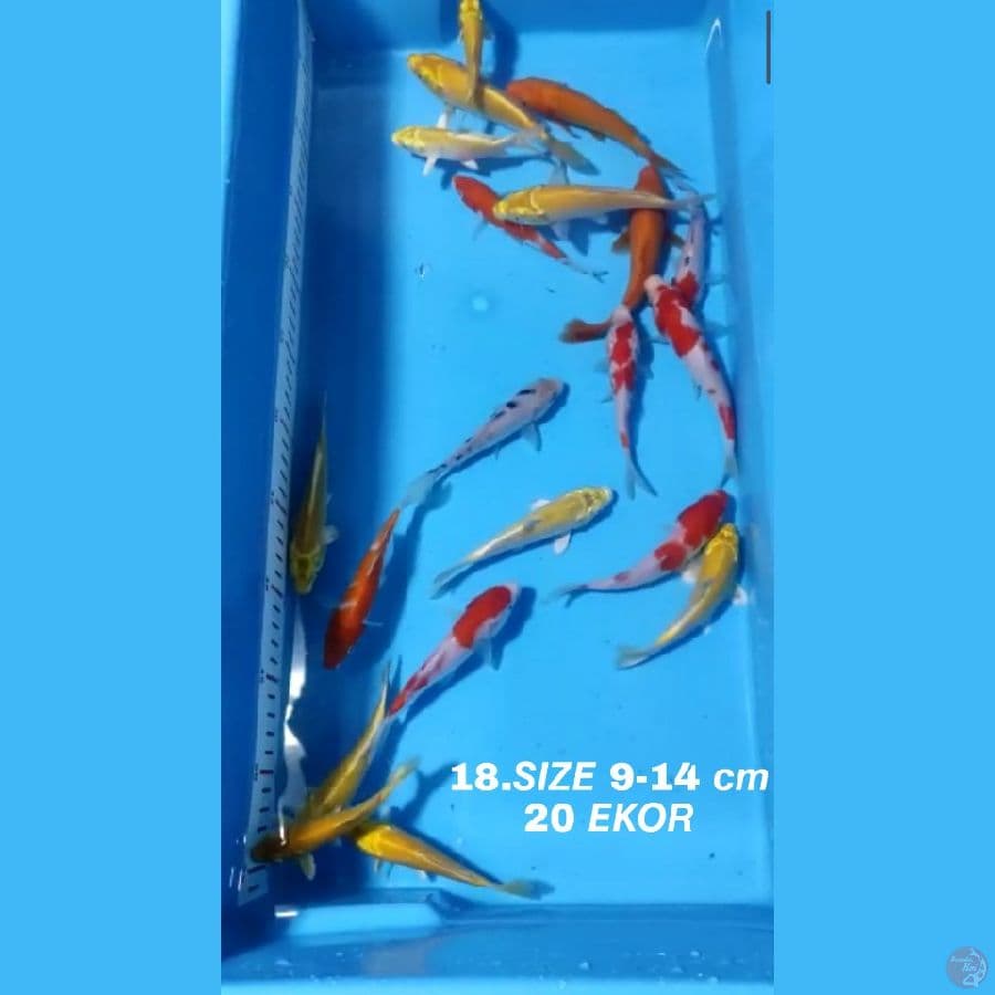 18.PAKET MIX F1 20 EKOR KOHAKU SANKE OGON MATAMERAH KARASI MATAMERAH