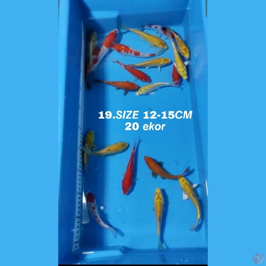 19.PAKET MIX F1 20 EKOR KOHAKU SANKE OGON MATAMERAH KARASI MATAMERAH