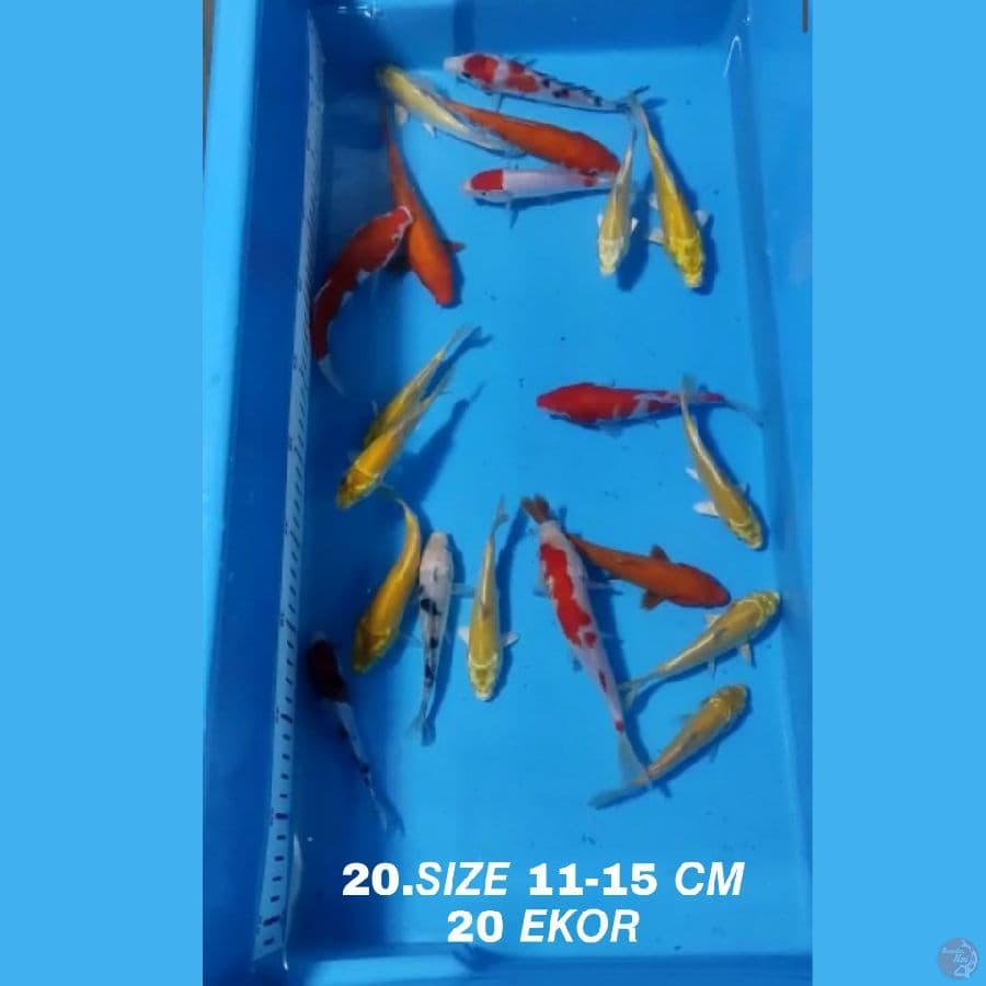 19.PAKET MIX F1 20 EKOR KOHAKU SANKE OGON MATAMERAH KARASI MATAMERAH