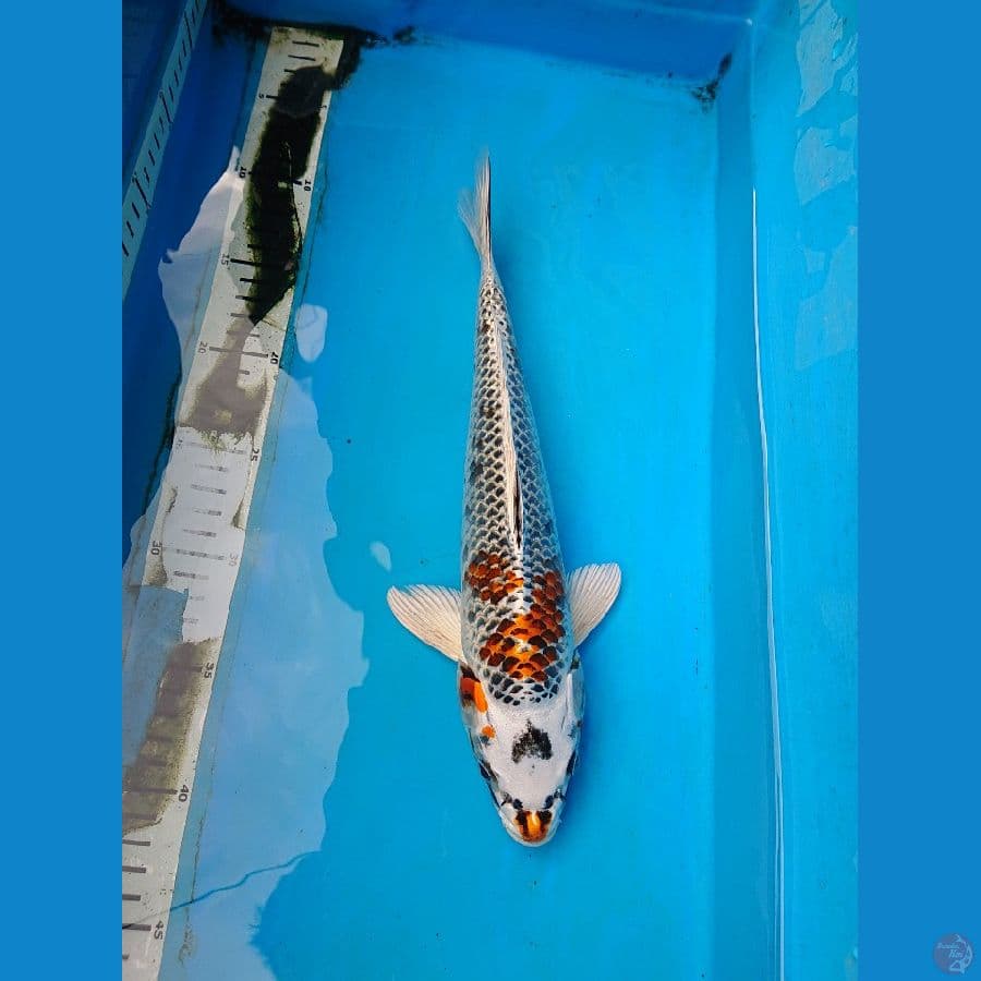 KUJAKU 32 cm